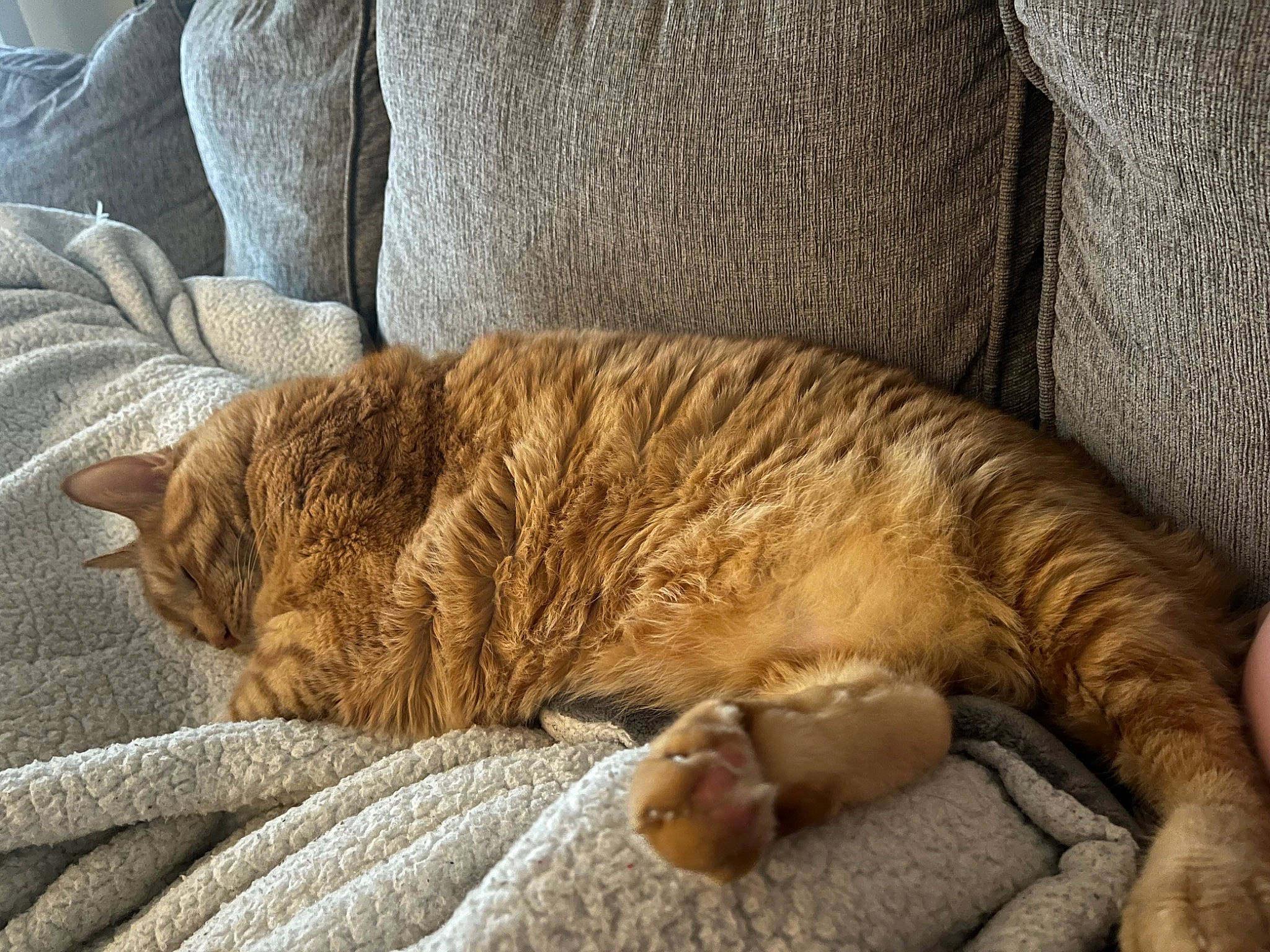 Benedict joined the competition — help win amazing prizes! bedding, carnivore, cat, claw, comfort, domestic_short_haired_cat, fawn, felidae, fur, linens, nap, paw, sleep, small_to_medium_sized_cats, snout, tail, terrestrial_animal, textile, whiskers, wood