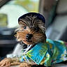 Haft Pint joined the competition — help win amazing prizes! animal, canine, car_interior, close_up, clothing, colorful, cute, dog, fluffy, focus, fur, hat, indoor, pet, portrait, relaxed, seat, small_dog, tropical_shirt, yorkshire_terrier
