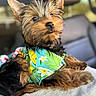 Haft Pint is registered to the contest to win money with this photo: animal, bandana, canine, car_interior, closeup, colorful, companion, cute, dog, flower_pattern, fluffy, fur, indoor, pet, portrait, relaxed, seat, small_dog, tropical_print, yorkshire_terrier