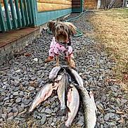 Haft Pint is registered to the contest to win money with this photo: animal, catch, chain, curly_hair, dog, fish, fresh_fish, grass, gravel, green_trim, nature, outdoor, pet, pink_sweater, rocks, small_dog, string_of_fish, winter_clothing, wooden_cabin, yard