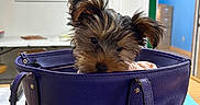 Haft Pint is registered to the contest to win money with this photo: puppy, dog, handbag, purple, table, indoor, office, blue_wall, clock, curious, cute, small_dog, fur, pet, leather_bag, wooden_table, casual, background, peeking, mischievous