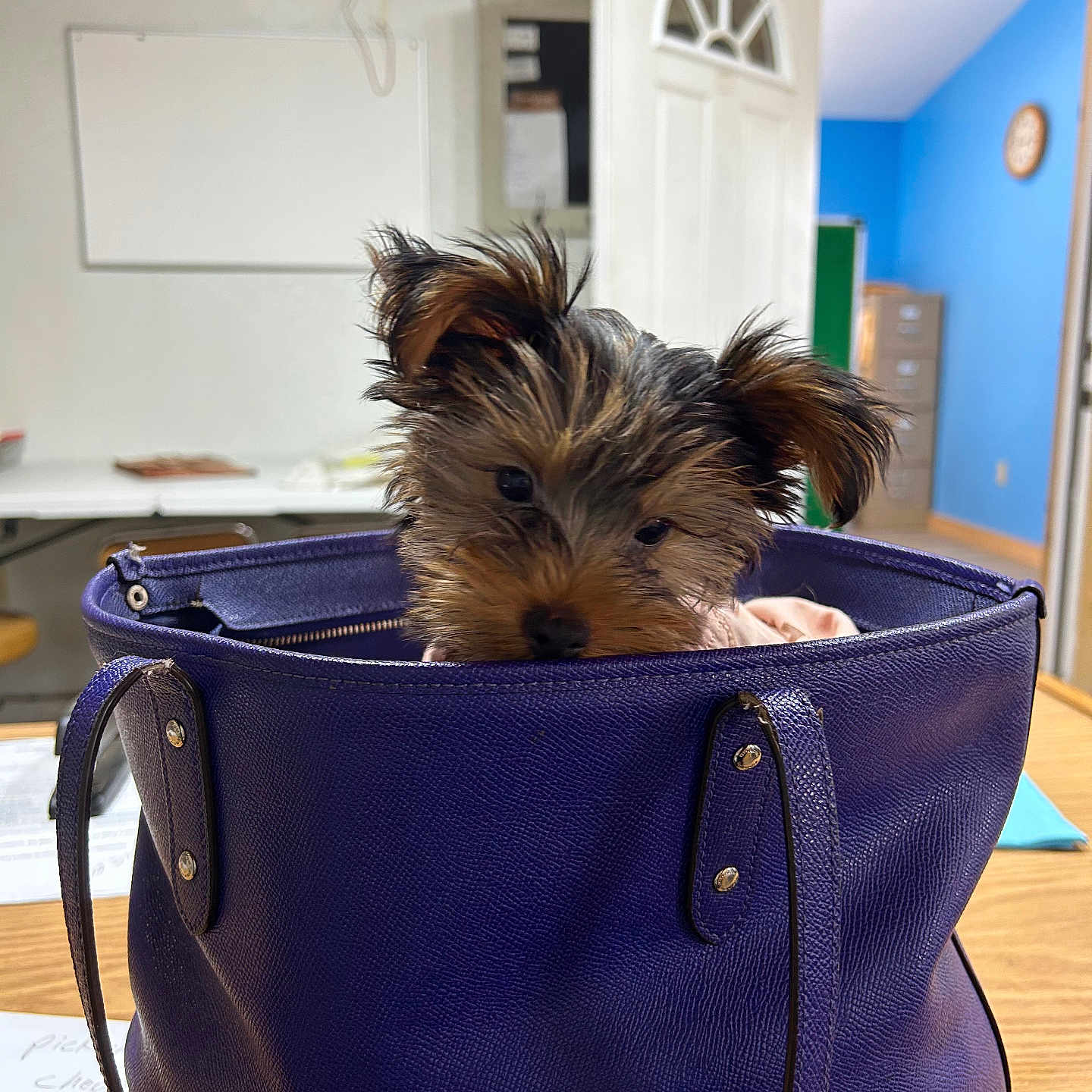 Haft Pint is registered to the contest to win money with this photo: puppy, dog, handbag, purple, table, indoor, office, blue_wall, clock, curious, cute, small_dog, fur, pet, leather_bag, wooden_table, casual, background, peeking, mischievous