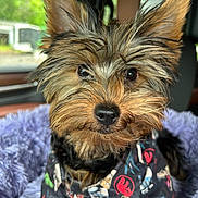 Haft Pint joined the competition — help win amazing prizes! dog, puppy, closeup, pet, fur, ears, eyes, blanket, car_interior, seat, cute, animal, portrait, cozy, colorful_clothing, soft_texture, indoor, small_dog, young_dog, adorable