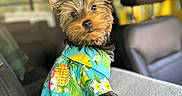 Haft Pint is registered to the contest to win money with this photo: adorable, animal, canine, car_interior, clothing, companion, cute, dog, domestic_animal, fur, head_tilt, looking_back, pet, portrait, seat, shirt, small_dog, travel, tropical_pattern, yorkshire_terrier