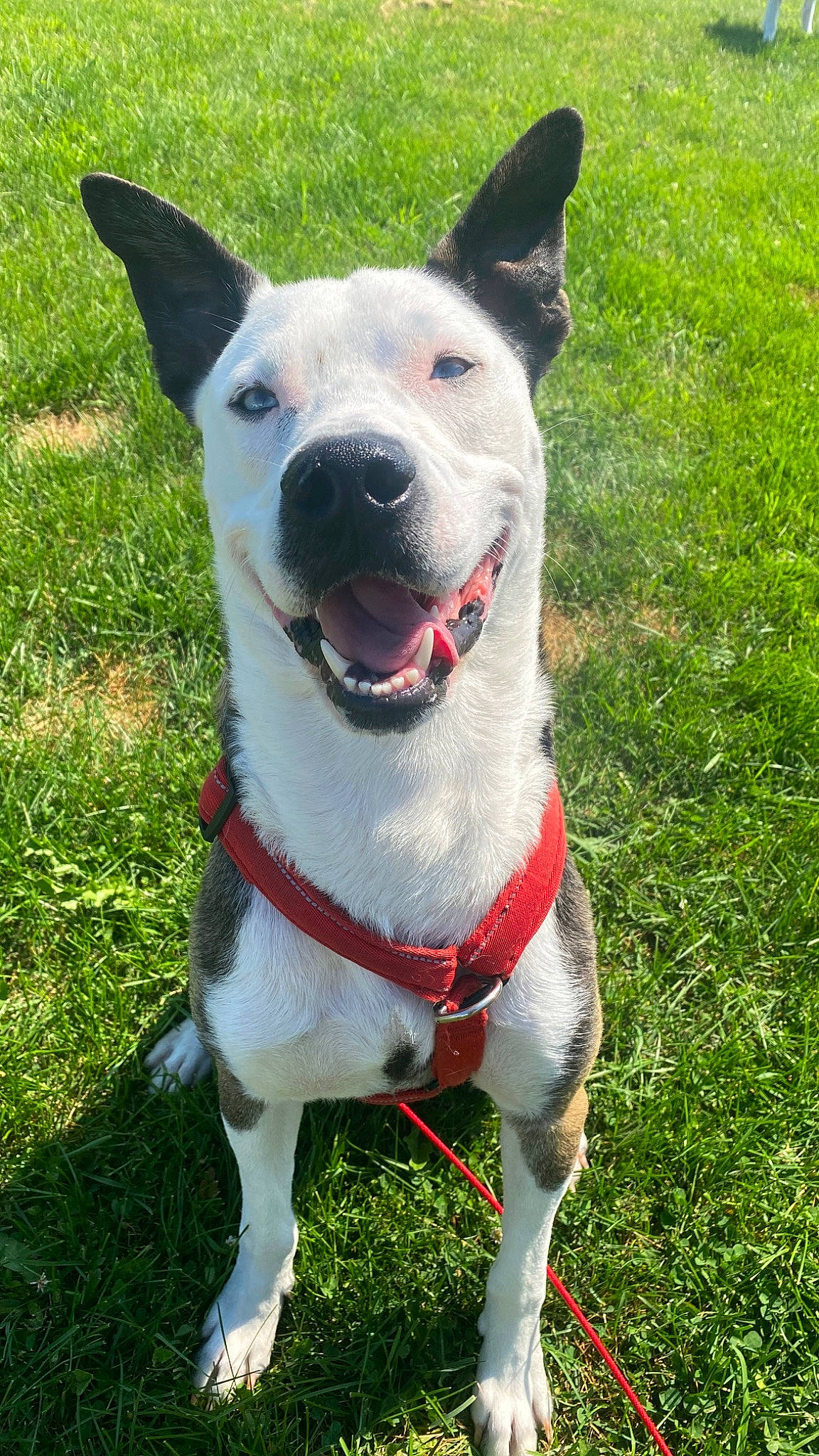 Zeus joined the competition — help win amazing prizes! bicycle, canidae, carmine, carnivore, collar, companion_dog, dog, dog_breed, dog_collar, dog_supply, fang, grass, non_sporting_group, plant, snout, sporting_group, tail, whiskers, working_animal, working_dog