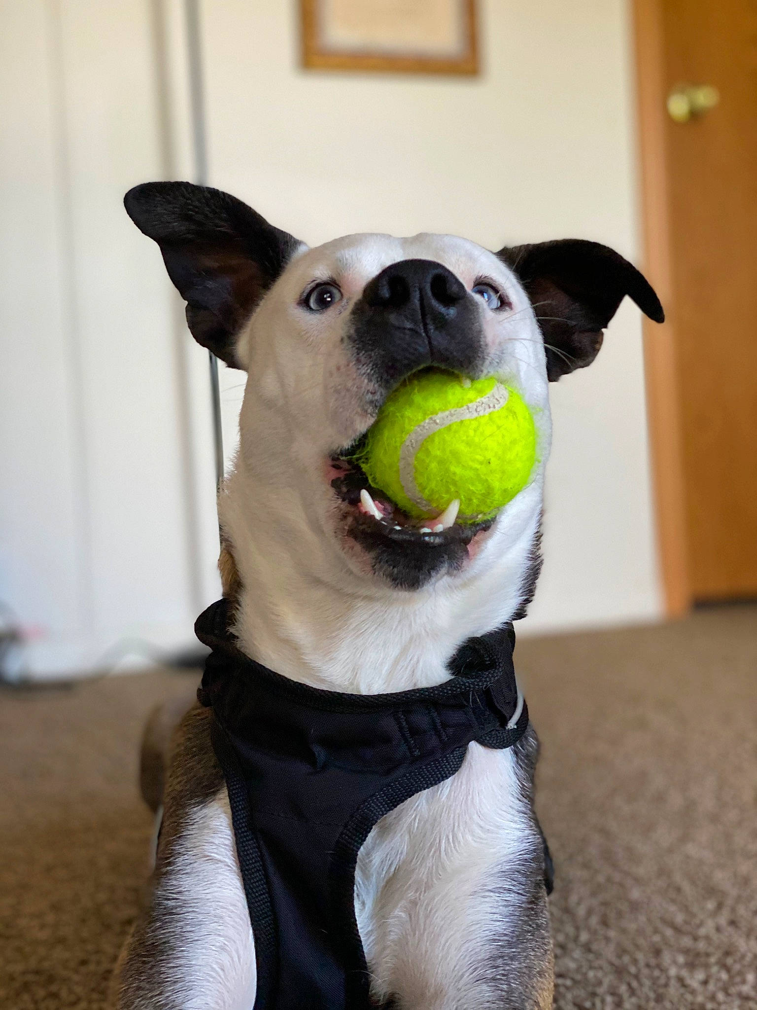 Zeus joined the competition — help win amazing prizes! canidae, carnivore, collar, companion_dog, dog, dog_breed, dog_clothes, dog_collar, dog_supply, fashion_accessory, fawn, fur, grey, personal_protective_equipment, pet_supply, snout, sporting_group, toy, whiskers, working_animal