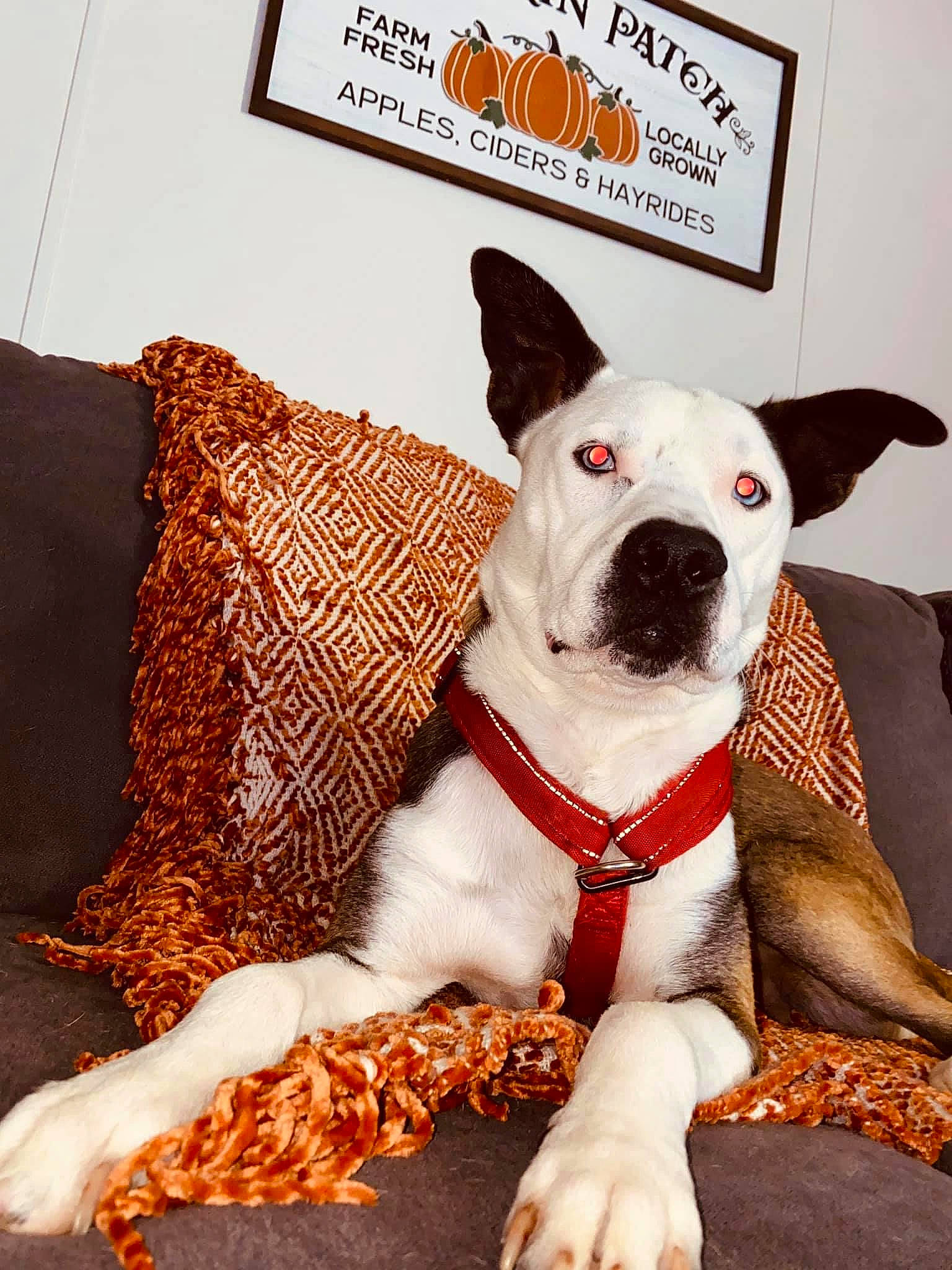 Zeus is registered to the contest to win money with this photo: carmine, carnivore, collar, comfort, companion_dog, dog, dog_breed, dog_collar, dog_supply, fawn, linens, pattern, pet_supply, picture_frame, poster, snout, terrier, throw_pillow, whiskers, working_animal