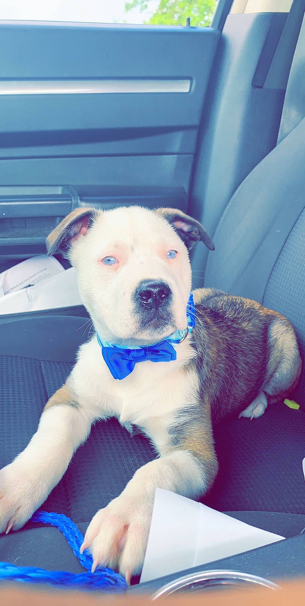 Zeus joined the competition — help win amazing prizes! canidae, carnivore, collar, comfort, companion_dog, dog, dog_breed, dog_collar, electric_blue, fawn, non_sporting_group, pet_supply, snout, sporting_group, vehicle, whiskers, working_animal