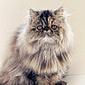 cat, persian_cat, fluffy, long_hair, furry, pet, animal, portrait, close_up, sitting, indoors, cream_fur, tabby, blue_eyes, whiskers, ears, paws, couch, soft_lighting, adorable