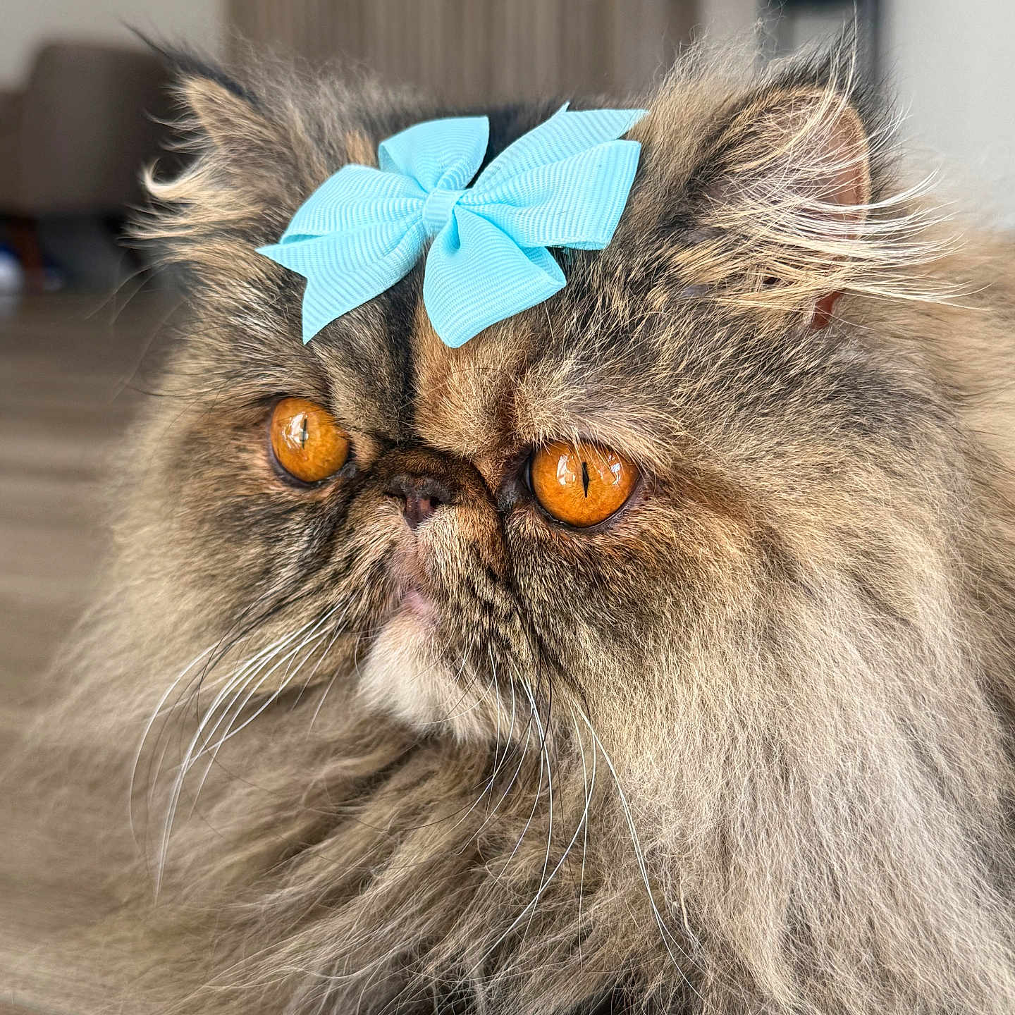 Mochi is registered to the contest to win money with this photo: cat, persian_cat, fluffy, long_hair, blue_bow, golden_eyes, pet, animal, portrait, close_up, indoors, furry, whiskers, flat_face, serious_expression, sitting, wood_surface, home, groomed, adorable