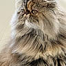 Mochi joined the competition — help win amazing prizes! cat, persian_cat, long_hair, fluffy, furry, pet, animal, portrait, close_up, face, whiskers, eyes, ears, brown, gray, cream, sitting, indoors, sofa, window