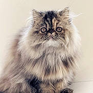 Mochi joined the competition — help win amazing prizes! cat, persian_cat, long_hair, fluffy, furry, pet, animal, portrait, close_up, front_facing, sitting, indoors, sofa, cream_background, brown_fur, tabby, blue_eyes, whiskers, paws, cute