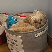 Dior joined the competition — help win amazing prizes! dog, small_dog, basket, plush_toy, blue_toy, cozy, indoor, wooden_floor, fabric_basket, cute, pet, animal, fur, snuggling, corner, wall, home, relaxed, toy, companion
