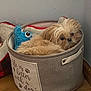 dog, small_dog, basket, plush_toy, blue_toy, cozy, indoor, wooden_floor, fabric_basket, cute, pet, animal, fur, snuggling, corner, wall, home, relaxed, toy, companion