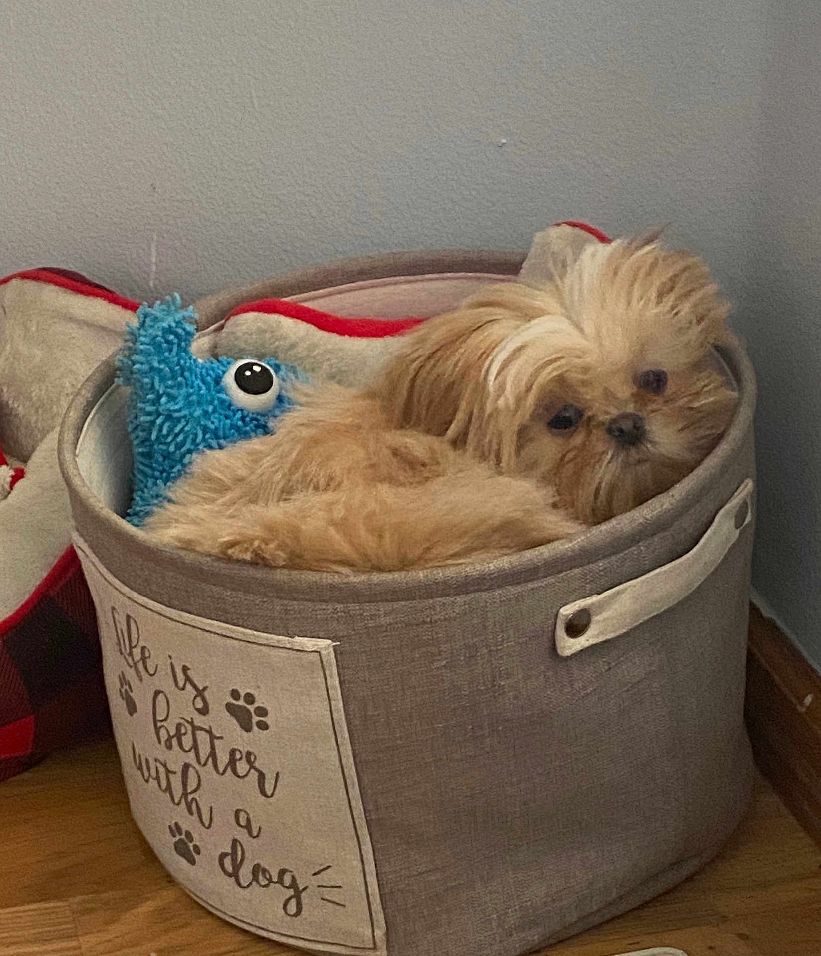 Dior joined the competition — help win amazing prizes! dog, small_dog, basket, plush_toy, blue_toy, cozy, indoor, wooden_floor, fabric_basket, cute, pet, animal, fur, snuggling, corner, wall, home, relaxed, toy, companion