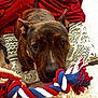 Faber participe au concours pour gagner de l'argent avec cette photo : animal, blanket, brindle, brown_dog, canine, closeup, dog, ears, floor, footwear, hand, home, indoor, patterned_blanket, person, pet, playing, rope_toy, tile_floor, toy