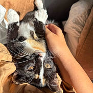 Cleo is registered to the contest to win money with this photo: kitten, cat, calico, pet, animal, feline, whiskers, paw, fur, hand, human, bed, blanket, sunlight, indoor, cozy, relaxing, cute, domestic, resting