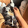 kitten, cat, calico, pet, animal, feline, whiskers, paw, fur, hand, human, bed, blanket, sunlight, indoor, cozy, relaxing, cute, domestic, resting