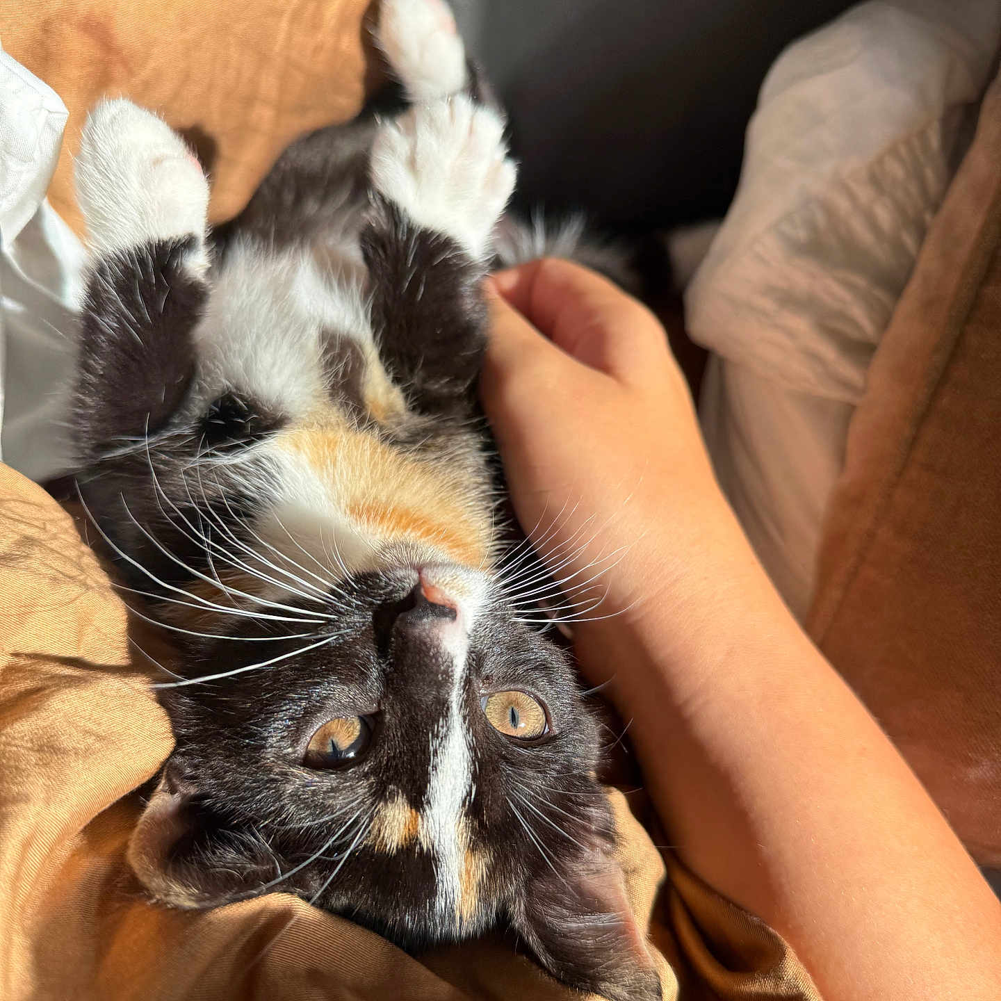 Cleo is registered to the contest to win money with this photo: animal, bed, blanket, calico, cat, cozy, cute, domestic, feline, fur, hand, human, indoor, kitten, paw, pet, relaxing, resting, sunlight, whiskers