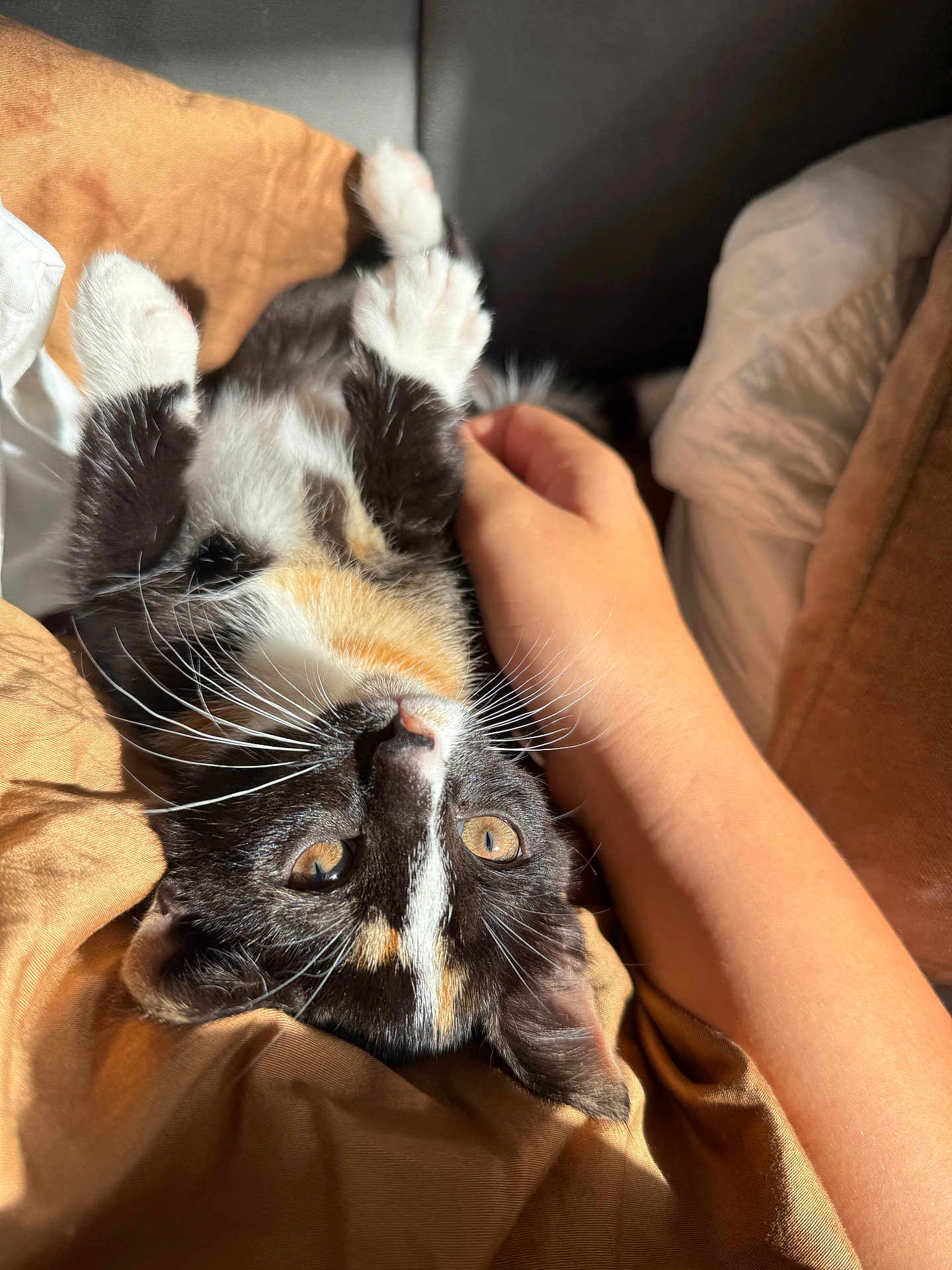 Cleo is registered to the contest to win money with this photo: kitten, cat, calico, pet, animal, feline, whiskers, paw, fur, hand, human, bed, blanket, sunlight, indoor, cozy, relaxing, cute, domestic, resting