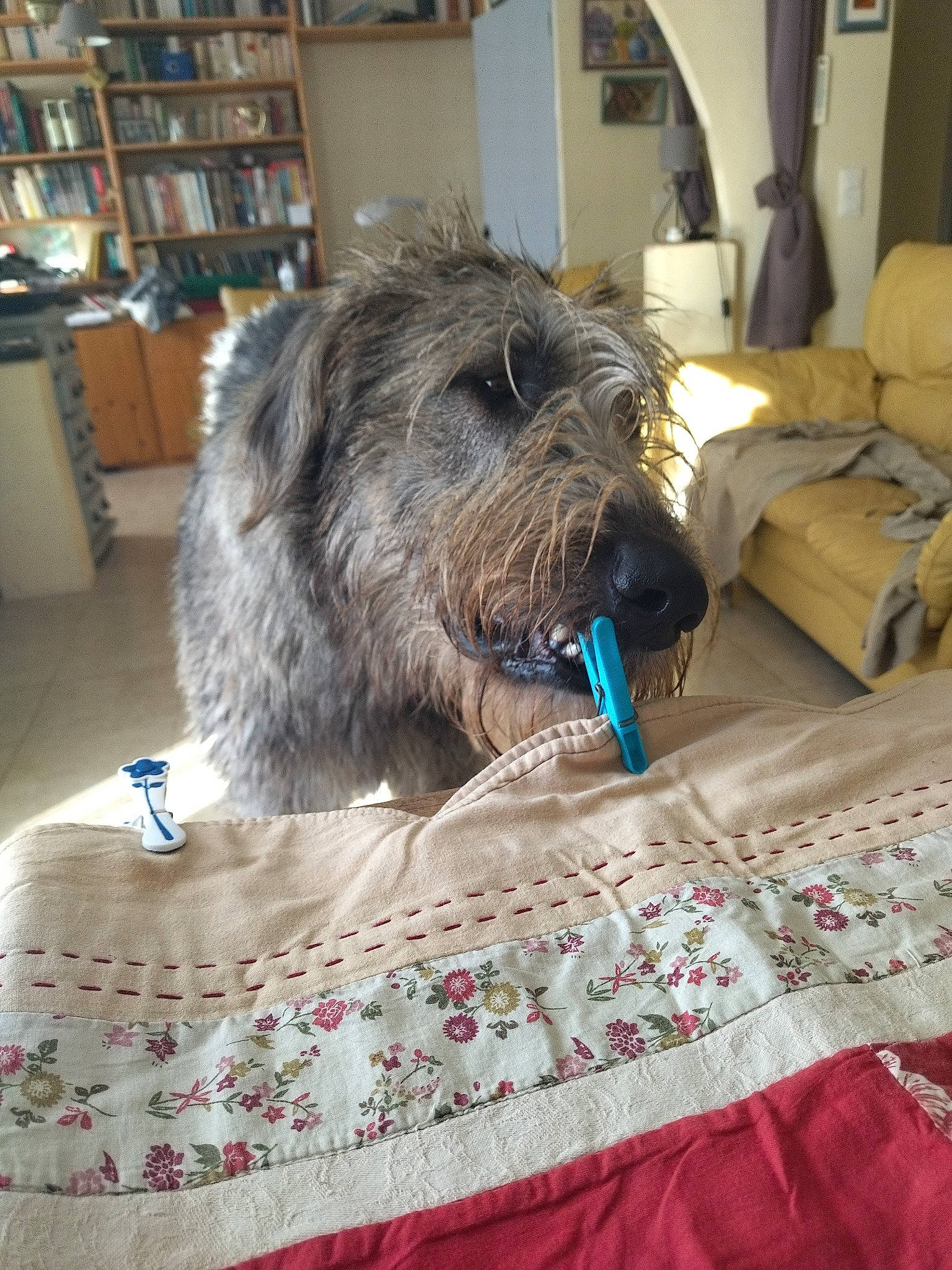 Scott a rejoint le concours — aidez-le/la à gagner de superbes lots ! bookcase, canidae, carnivore, comfort, companion_dog, dog, dog_breed, flooring, fur, linens, liver, shelf, small_terrier, snout, sporting_group, terrier, toy_dog, water_dog, working_animal, yorkipoo