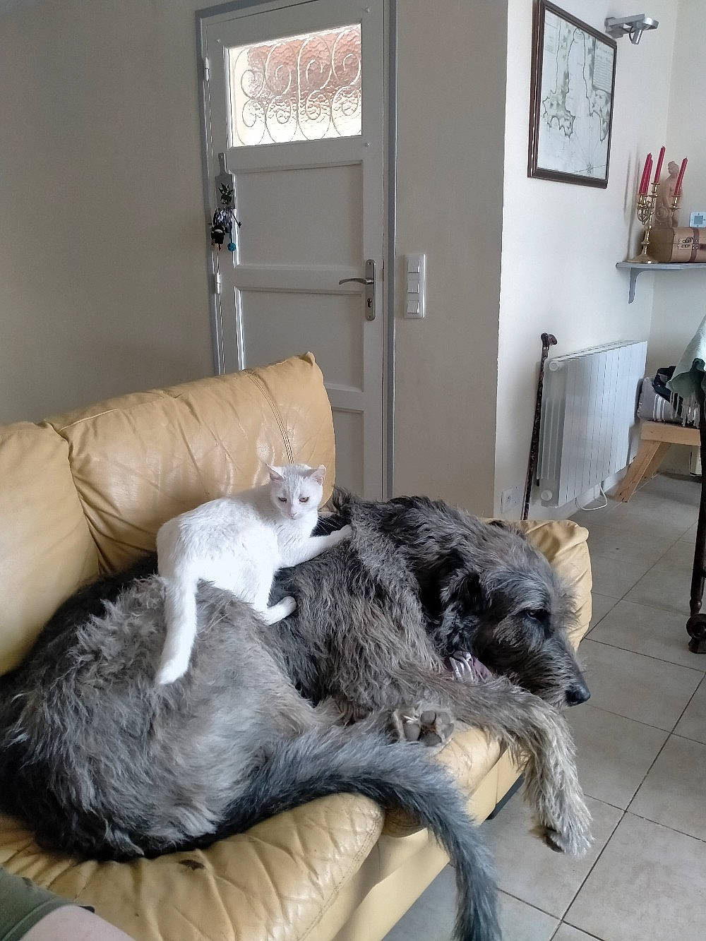 Scott participe au concours pour gagner de l'argent avec cette photo : carnivore, cat, chair, comfort, companion_dog, couch, domestic_short_haired_cat, felidae, flooring, fur, grey, hardwood, linens, living_room, picture_frame, room, small_to_medium_sized_cats, tail, whiskers, wood