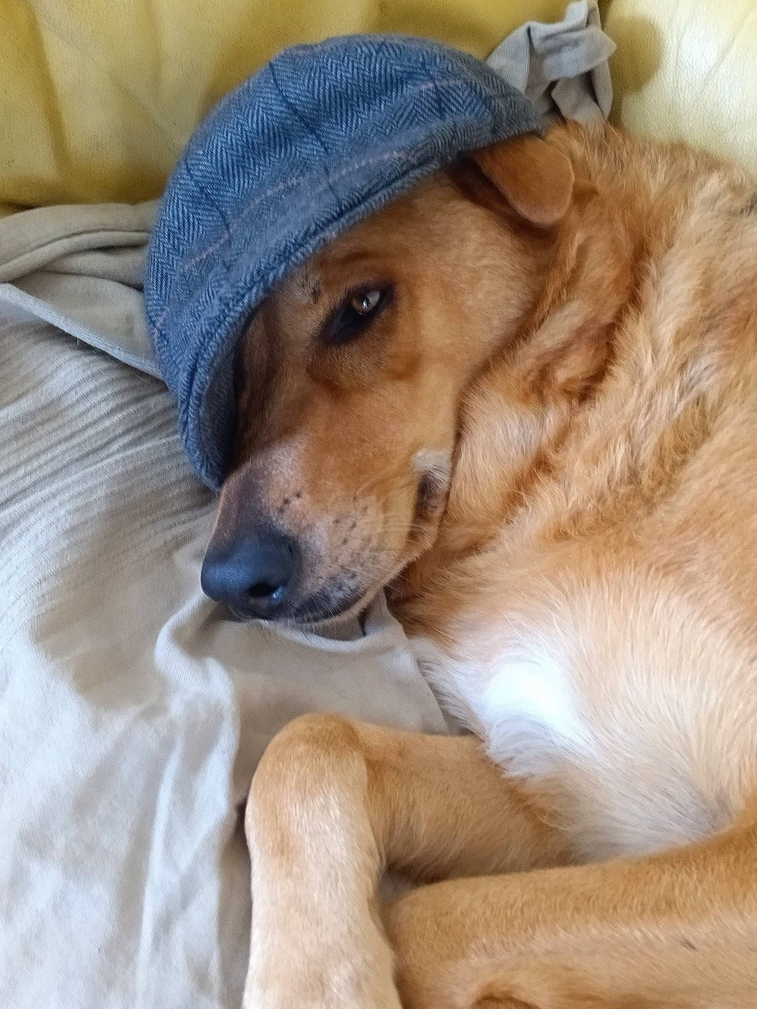 Louna a rejoint le concours — aidez-le/la à gagner de superbes lots ! ancient_dog_breeds, canidae, cap, carnivore, chair, comfort, companion_dog, dog, dog_breed, fawn, fur, hat, linens, paw, snout, sporting_group, whiskers, working_animal, working_dog