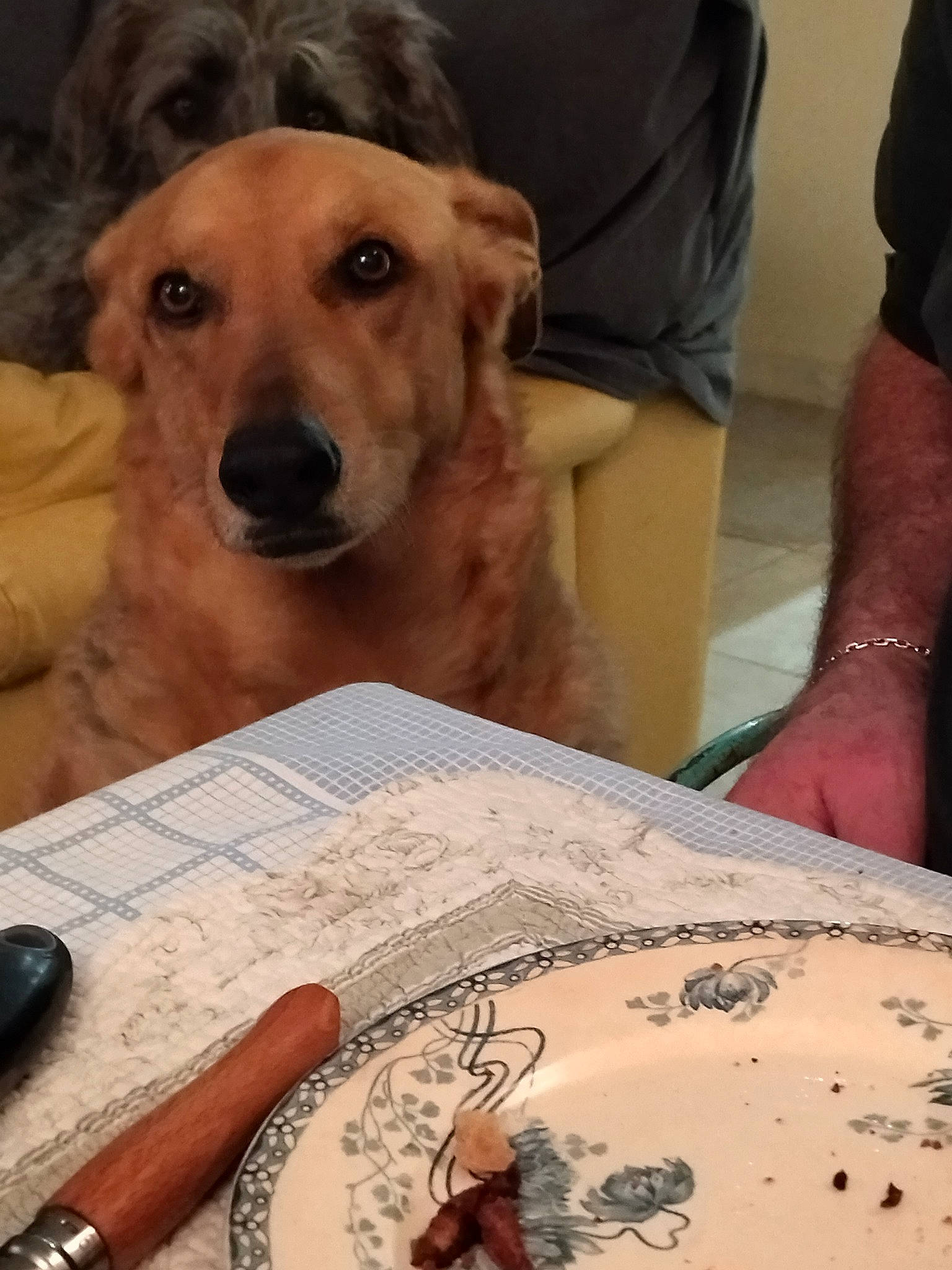 Louna a rejoint le concours — aidez-le/la à gagner de superbes lots ! art, carnivore, comfort, companion_dog, dog, dog_breed, eyewear, flesh, happy, human_leg, mammal, nail, office_supplies, pattern, pen, publication, puppy_love, selfie, wrist, writing_implement