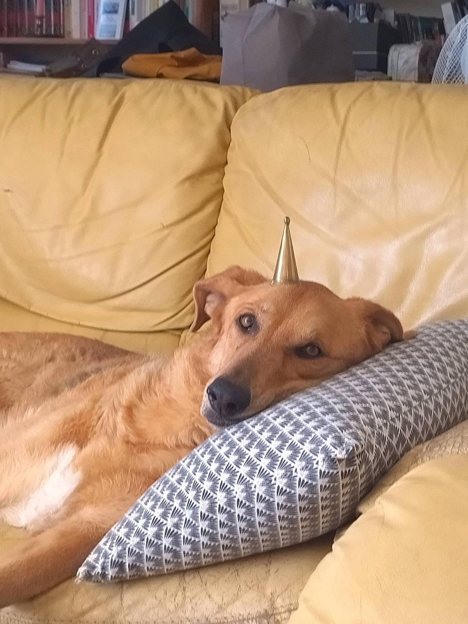 Louna a rejoint le concours — aidez-le/la à gagner de superbes lots ! canidae, carnivore, comfort, companion_dog, couch, dog, dog_breed, dog_supply, fawn, furniture, hardwood, linens, living_room, pillow, room, sighthound, sporting_group, terrestrial_animal, wood, working_animal