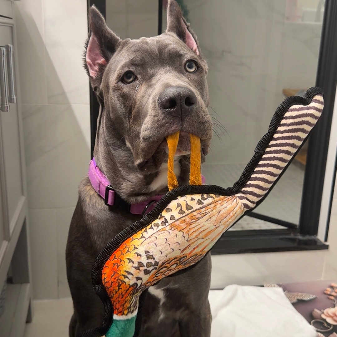 Shadow joined the competition — help win amazing prizes! dog, toy, bathroom, floor, purple_collar, pet, indoor, animal, sitting, looking, ears_up, tile_floor, mat, stuffed_toy, playful, canine, pet_toy, brown_dog, domestic_animal, quiet