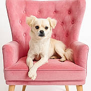 Osito is registered to the contest to win money with this photo: beige_fur, button_tufting, chair, cozy, dog, expressive_eyes, furniture, indoor, looking_at_camera, paws_crossed, pet, pink_chair, portrait, sitting, small_breed, studio_lighting, tufted_back, velvet, well_groomed, wooden_legs