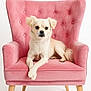 beige_fur, button_tufting, chair, cozy, dog, expressive_eyes, furniture, indoor, looking_at_camera, paws_crossed, pet, pink_chair, portrait, sitting, small_breed, studio_lighting, tufted_back, velvet, well_groomed, wooden_legs