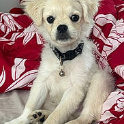 Osito is registered to the contest to win money with this photo: puppy, dog, pet, white_fur, collar, bell, bed, blanket, red, white, cute, fur, animal, indoors, portrait, sitting, young, paw, canine, domestic_animal