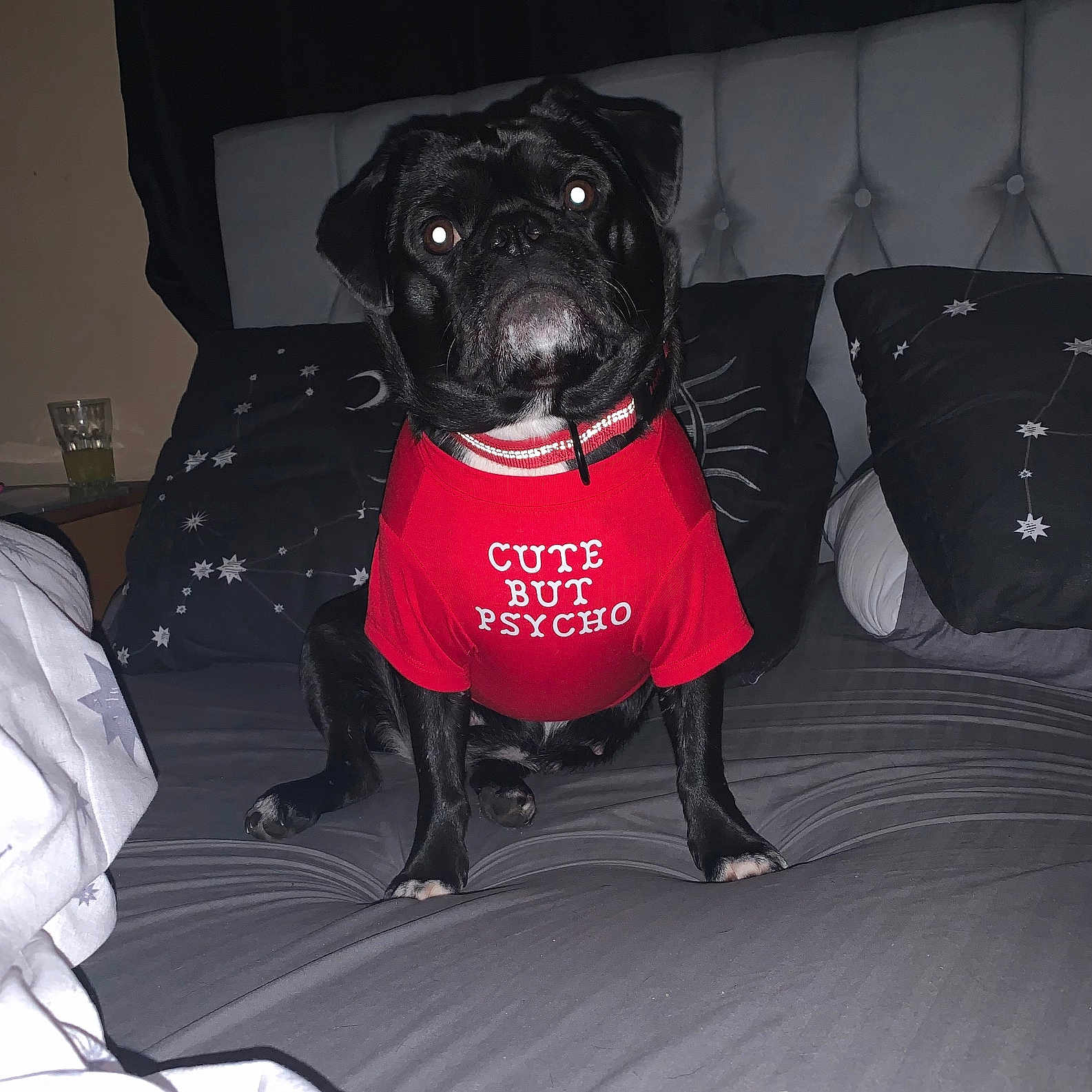Lily joined the competition — help win amazing prizes! animal, bed, bedroom, bulldog, canine, cat, clothing, couch, cup, cushion, dog, furniture, homedecor, indoors, pet, pug, puppy, room, shorts, t_shirt