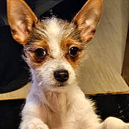 Taco joined the competition — help win amazing prizes! dog, small_dog, close_up, ears, paws, curious, pet, animal, fur, indoor, looking, face, muzzle, whiskers, brown_and_white, canine, companion, cute, alert, resting