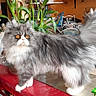 Nounouche a rejoint le concours — aidez-le/la à gagner de superbes lots ! cat, long_hair, fluffy, gray_and_white, persian_cat, amber_eyes, standing, portrait, indoors, kitchen, countertop, red_surface, plants, shelves, household, furniture, pet, whiskers, tail, photography