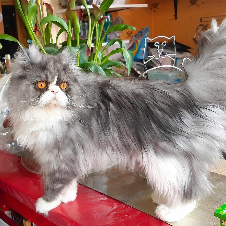 Nounouche a rejoint le concours — aidez-le/la à gagner de superbes lots ! cat, long_hair, fluffy, gray_and_white, persian_cat, amber_eyes, standing, portrait, indoors, kitchen, countertop, red_surface, plants, shelves, household, furniture, pet, whiskers, tail, photography