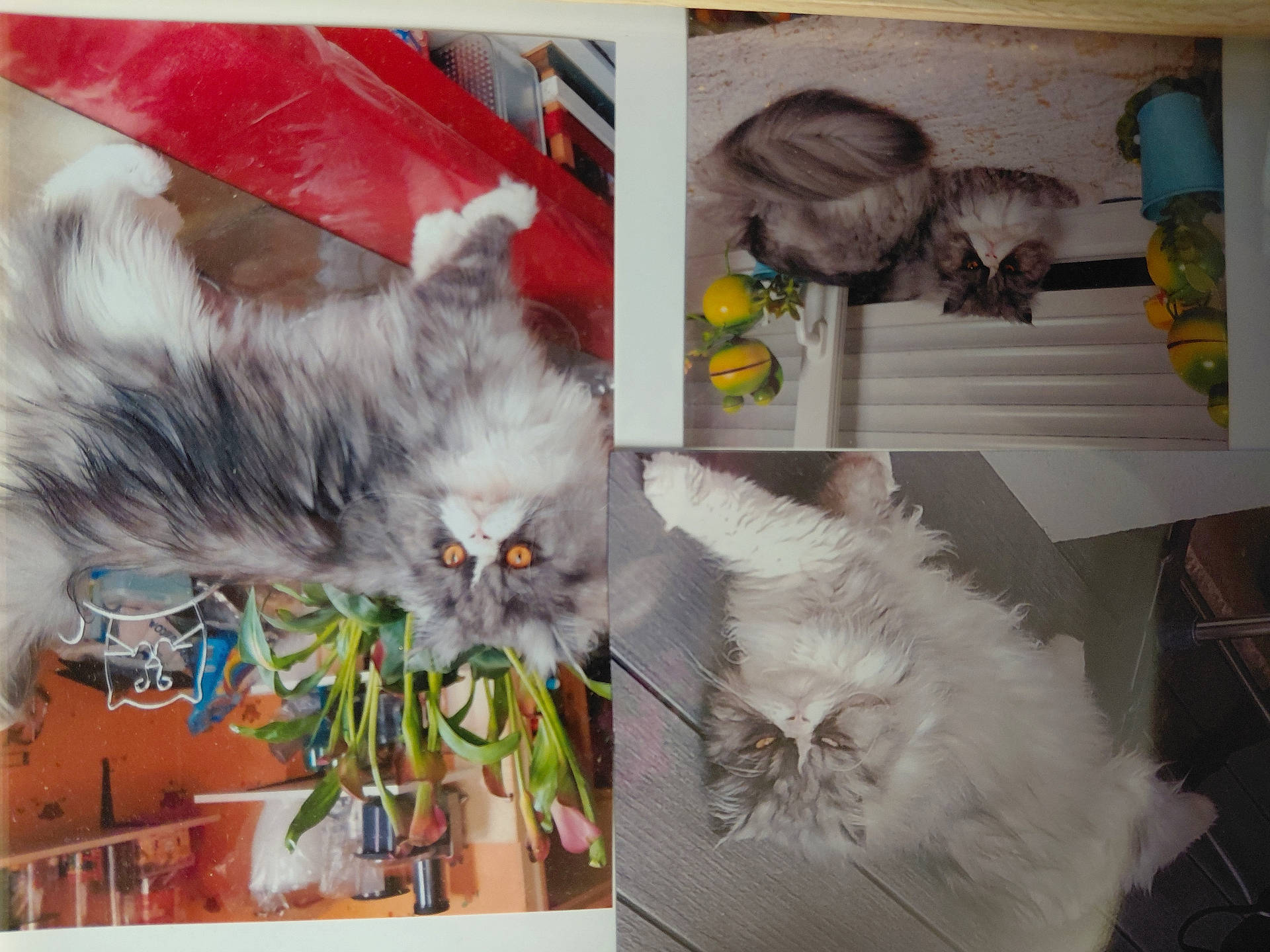 Nounouche a rejoint le concours — aidez-le/la à gagner de superbes lots ! animal, cat, cats, collage, colorful, feline, fluffy, furniture, gray_cat, home, indoor, long_hair, persian_cat, pet, photograph, plant, portrait, red_slide, upside_down, white_cat