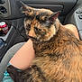 cat, tortoiseshell_cat, lap, car_interior, person, seatbelt, dr_pepper_can, cup_holder, dashboard, comfort, pet, feline, fur, relaxation, vehicle, casual, closeup, indoor, travel, companion