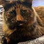 cat, tortoiseshell, close_up, pet, indoor, blanket, furry, animal, resting, cute, fur, whiskers, ears, home, cozy, laying, mammal, domestic, relaxed, soft