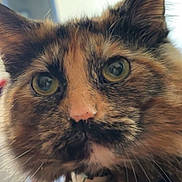 Sheathed joined the competition — help win amazing prizes! cat, tortoiseshell, close_up, fluffy, green_eyes, whiskers, indoor, collar, bell, curious, pet, feline, fur, portrait, animal, domestic, soft_light, face, ears, nose