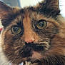 cat, tortoiseshell, close_up, fluffy, green_eyes, whiskers, indoor, collar, bell, curious, pet, feline, fur, portrait, animal, domestic, soft_light, face, ears, nose