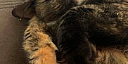 Sheathed is registered to the contest to win money with this photo: cat, tortoiseshell, fluffy, feline, pet, relaxed, cozy, paws, fur, whiskers, indoor, soft_light, close_up, sleepy, resting, cute, domestic_animal, animal, mammal, companion