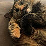 cat, tortoiseshell, fluffy, feline, pet, relaxed, cozy, paws, fur, whiskers, indoor, soft_light, close_up, sleepy, resting, cute, domestic_animal, animal, mammal, companion