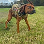 Copper joined the competition — help win amazing prizes! dog, brown_dog, tactical_vest, outdoor, grass, field, cloudy_sky, alert, pet, canine, ears, nature, animal, standing, veteran_patch, green_grass, daytime, portrait, muzzle, ears_flapping