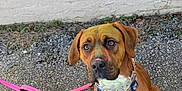 Copper joined the competition — help win amazing prizes! dog, leash, mural, brick_wall, gravel, colorful, chalk_marks, outdoor, pet, animal, brown_dog, collar, sitting, curious, urban, street_art, playful, canine, sidewalk, expression
