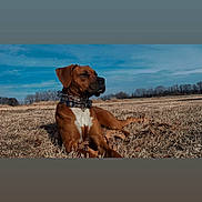 Copper joined the competition — help win amazing prizes! dog, brown_dog, outdoor, field, grass, sky, collar, animal, pet, relaxed, nature, sunlight, canine, lying_down, daytime, muzzle, ears, alert, landscape, peaceful
