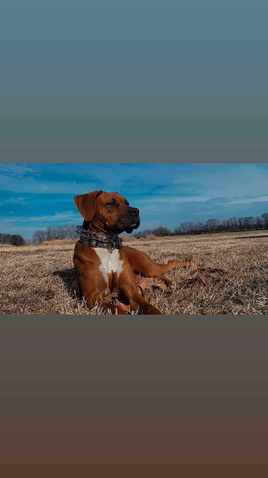Copper joined the competition — help win amazing prizes! dog, brown_dog, outdoor, field, grass, sky, collar, animal, pet, relaxed, nature, sunlight, canine, lying_down, daytime, muzzle, ears, alert, landscape, peaceful