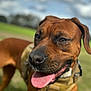 Copper is registered to the contest to win money with this photo: dog, brown_dog, outdoor, grass, sky, clouds, tongue_out, canine, pet, animal, harness, closeup, portrait, daylight, happy, nature, muzzle, ears, snout, friendly