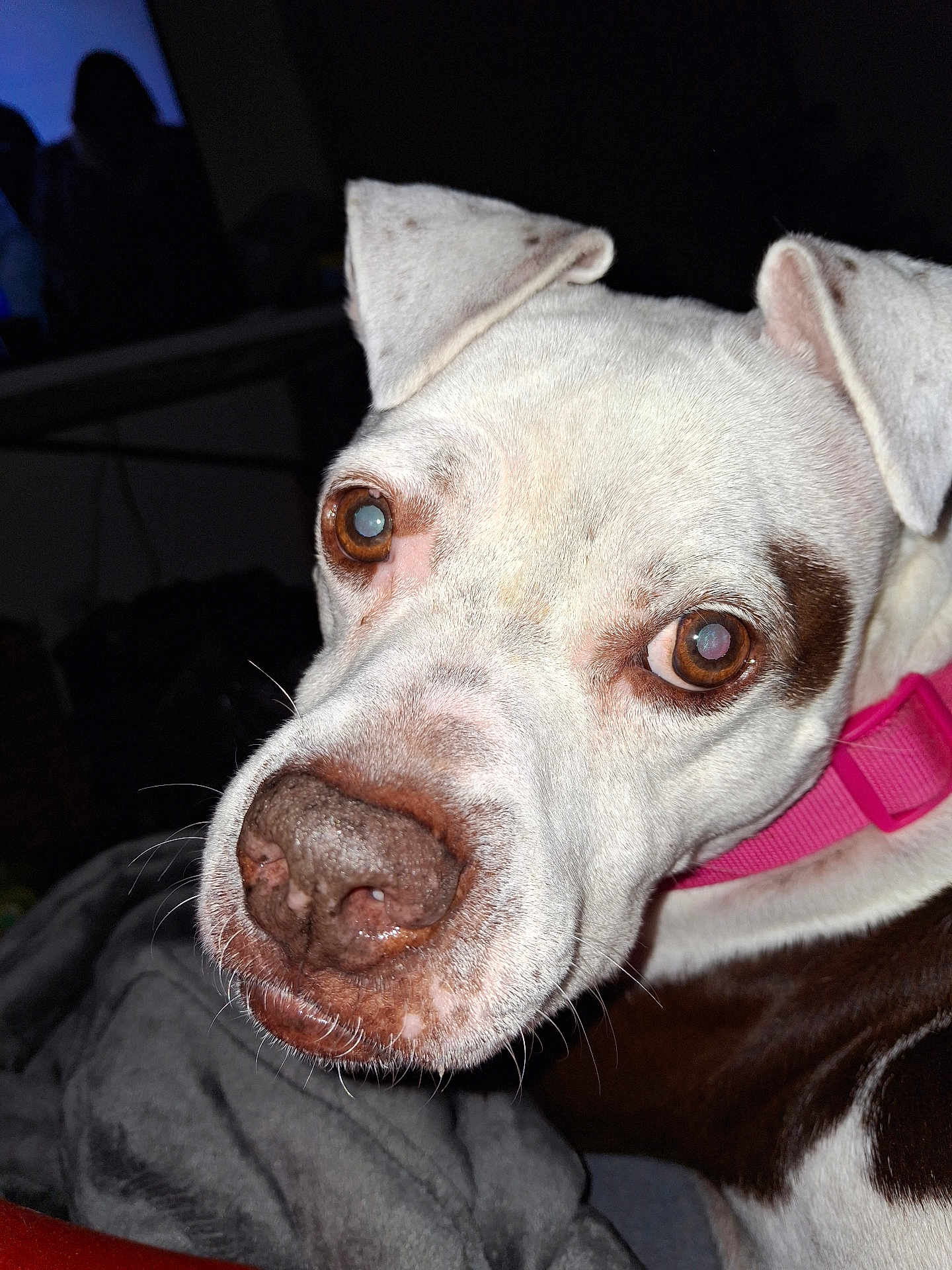 Pookie joined the competition — help win amazing prizes! dog, close_up, brown_eyes, white_fur, pink_collar, pet, indoor, blanket, curious, animal, portrait, snout, ears, face, domestic_animal, canine, looking, furry, companion, cozy